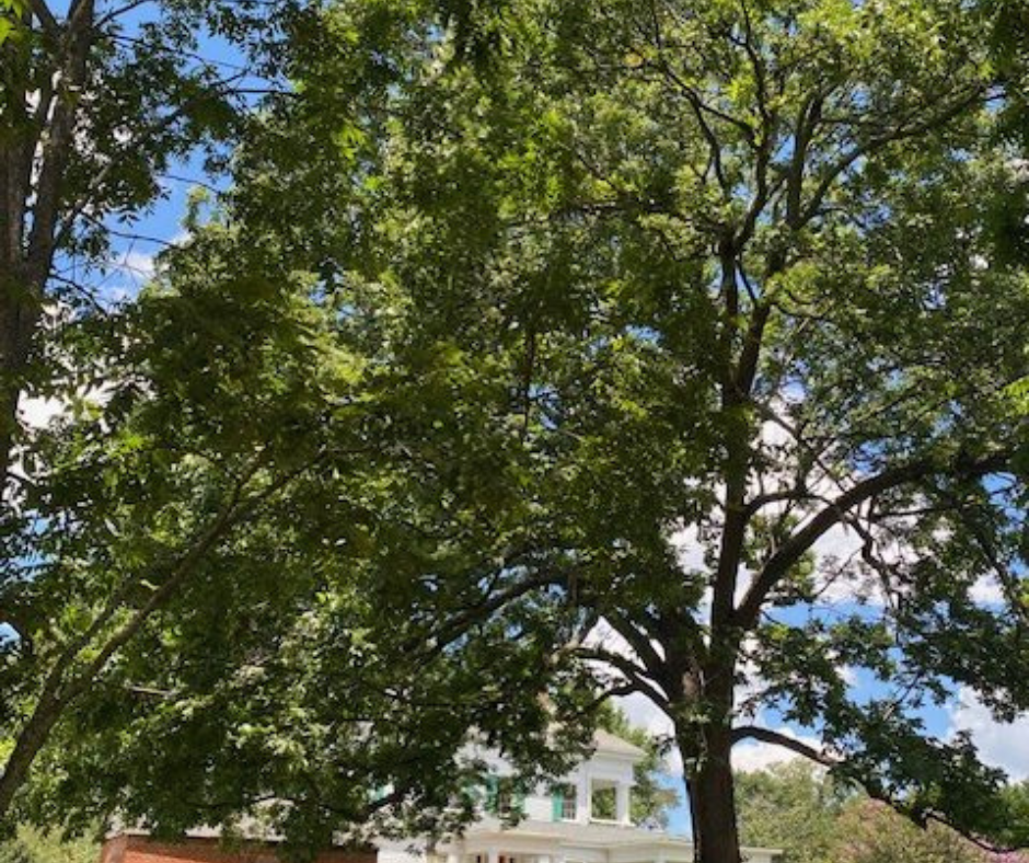 The Resilient, Fruitful Bough